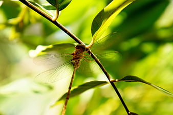 Close-up of a dragonfly perched on a branch in sunlight