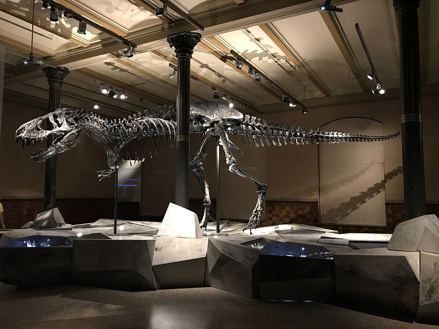 T-Rex Skeleton Museum Exhibit