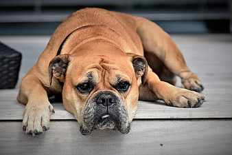 Tired Continental Bulldog Lying On Wooden Deck