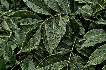 Close-up of green leaves with raindrops
