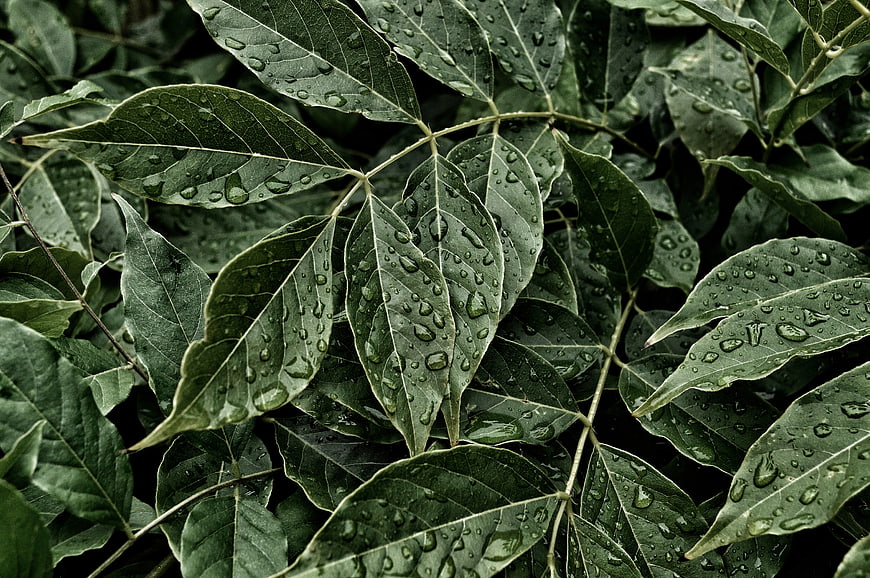 Close-up of green leaves with raindrops