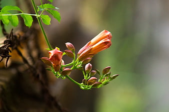 Orange Trumpet Vine Flowers and Buds on Green Stem