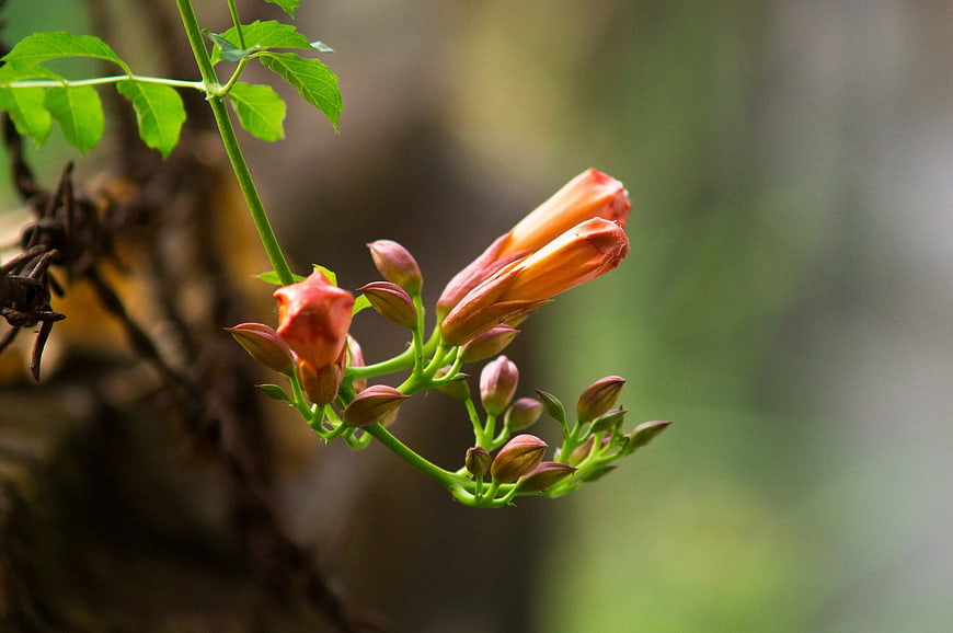 Orange Trumpet Vine Flowers and Buds on Green Stem