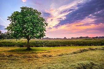Lone Chestnut Tree in Meadow at Colorful Sunset