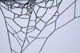 Close-up of spider web with dew drops on gray background
