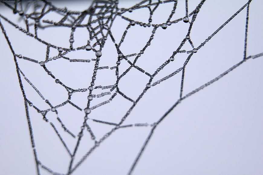 Close-up of spider web with dew drops on gray background