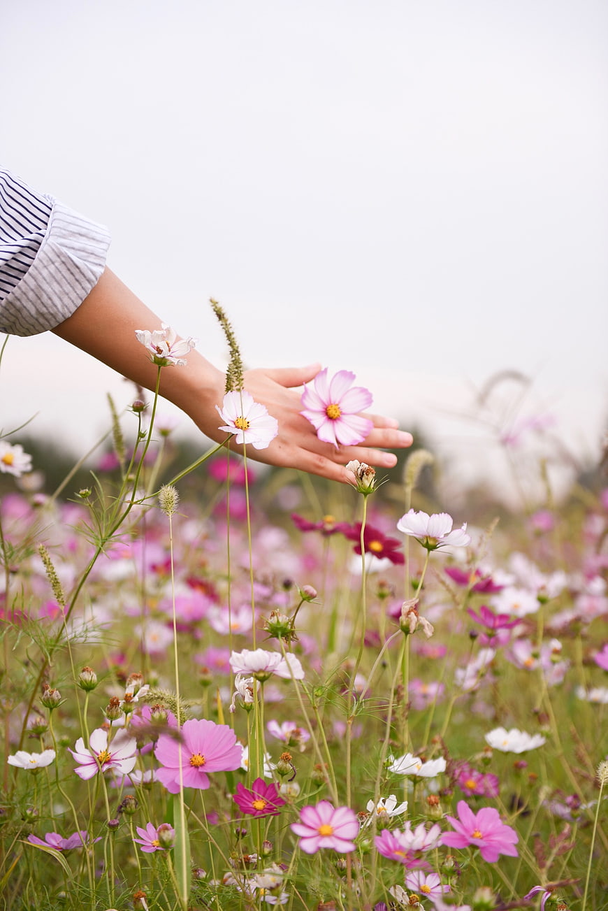Hand Touching Pink Cosmos Flowers in a Field