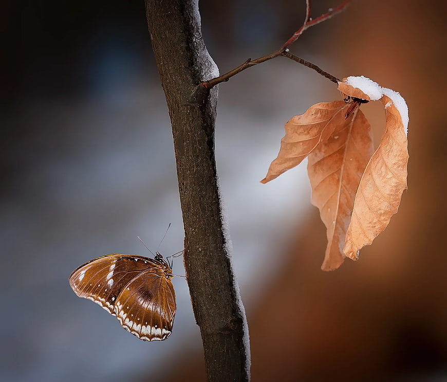 Brown Butterfly on Snowy Branch with Withered Leaf