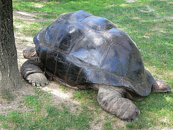 Giant Galapagos Tortoise Resting on Grass Near Tree