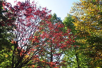 Vibrant Red and Yellow Autumn Leaves Against Blue Sky
