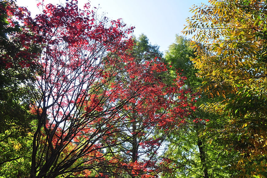 Vibrant Red and Yellow Autumn Leaves Against Blue Sky