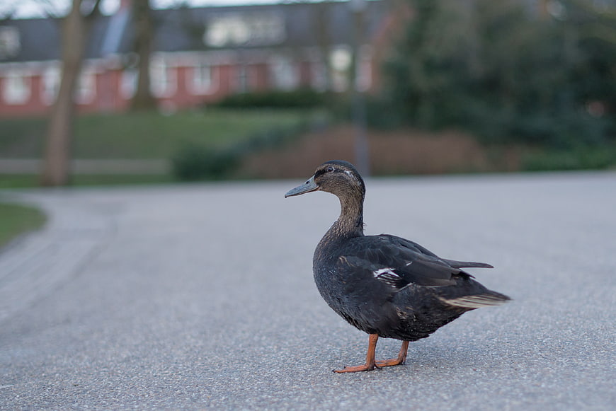 Dark Duck Standing on Paved Path in Park
