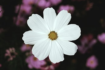 Close-up of a white cosmos flower with blurred pink background