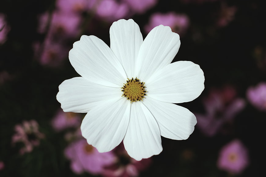 Close-up of a white cosmos flower with blurred pink background