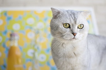 Portrait of a grey Scottish Fold cat with green eyes