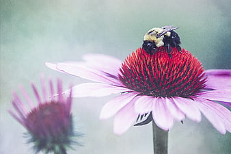 Bumblebee on Purple Coneflower in Garden