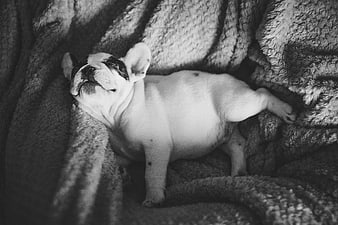 Sleeping French Bulldog Puppy on Soft Blanket