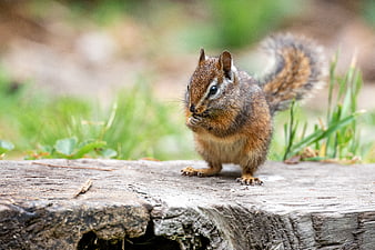Cute Chipmunk Eating on Wooden Log in Garden
