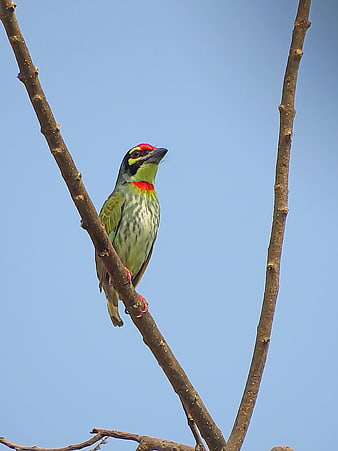 Copper Smith Barbet perched on a branch against a blue sky