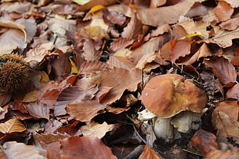 Porcini mushroom and chestnut burr in autumn leaves
