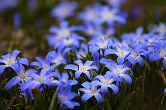 Close-up of Blue Chionodoxa Flowers in Spring Garden