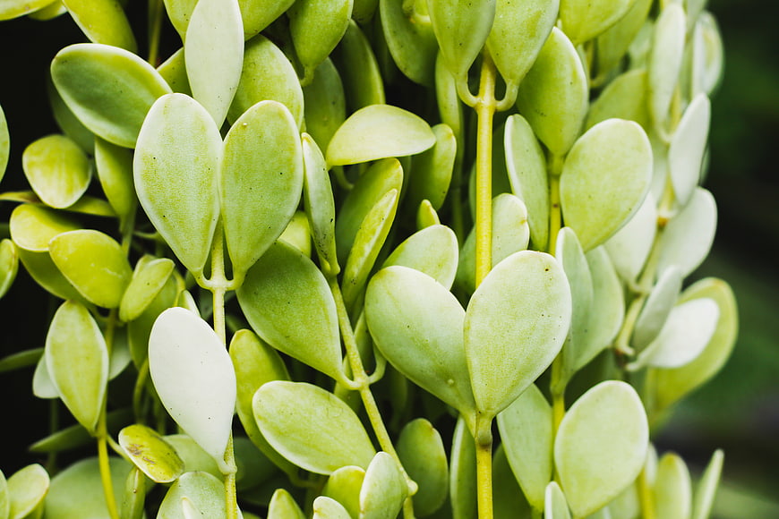 Close-up of lush jade plant leaves with natural green texture