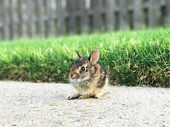 Cute baby rabbit sitting on a sidewalk near green grass