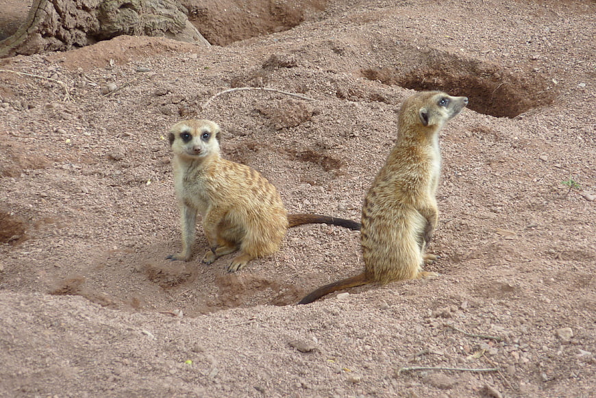 Two Meerkats Standing Alert on Sandy Desert Ground