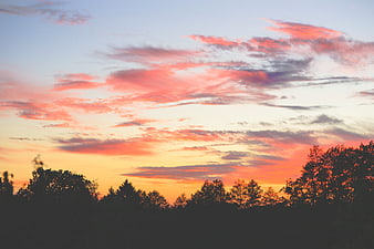 Vibrant pink and orange sunset sky over dark tree silhouette