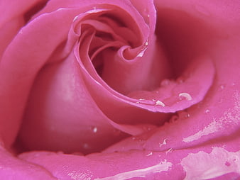 Macro Close-Up of Pink Rose Petals with Water Droplets