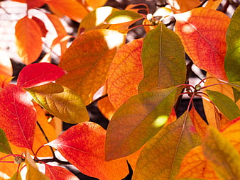 Vibrant Red and Orange Autumn Leaves in Sunlight