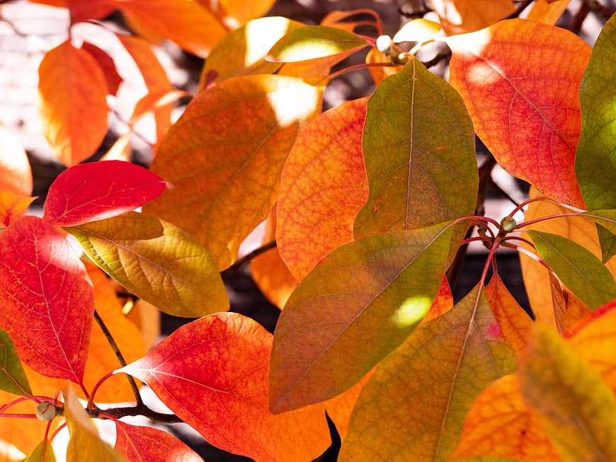 Vibrant Red and Orange Autumn Leaves in Sunlight