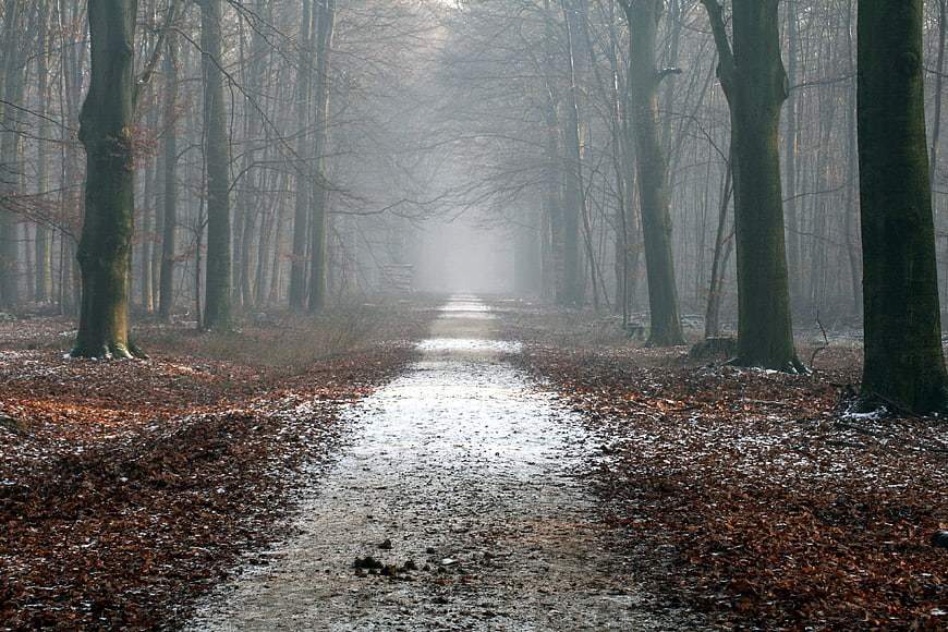 Misty Forest Path with Snow and Fallen Leaves