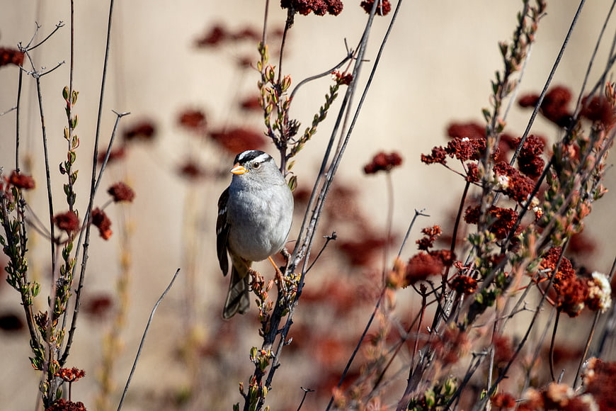 White-crowned Sparrow Perched on Dried Wildflowers
