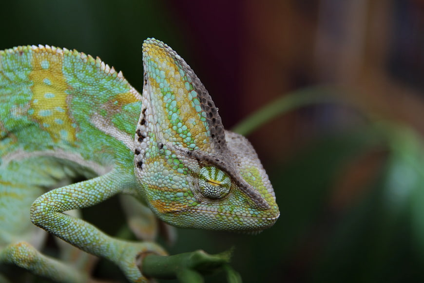 Close-up of a colorful chameleon on a branch