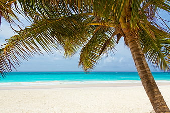 Tropical Palm Tree Overlooking Turquoise Ocean Beach