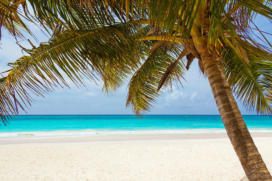 Tropical Palm Tree Overlooking Turquoise Ocean Beach