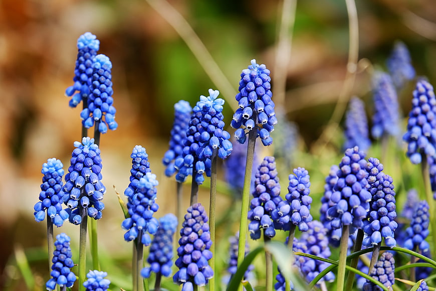 Vibrant Blue Grape Hyacinth Flowers in Spring Garden