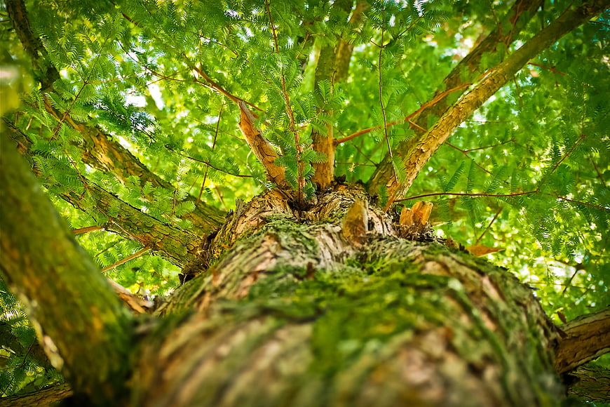 Low-angle view of mossy tree trunk and green canopy