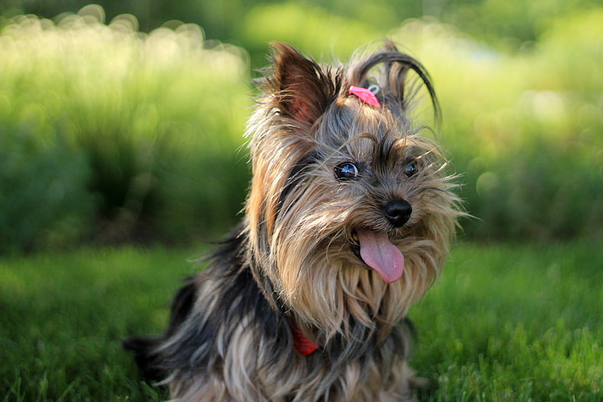 Cute Yorkshire Terrier Puppy Panting in Green Grass