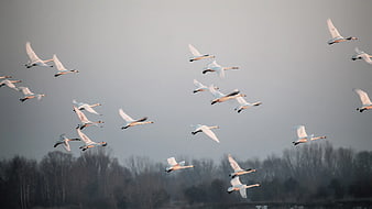 Flock of white swans flying in formation against gray sky