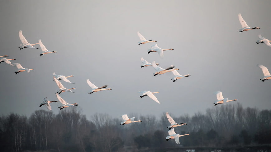 Flock of white swans flying in formation against gray sky
