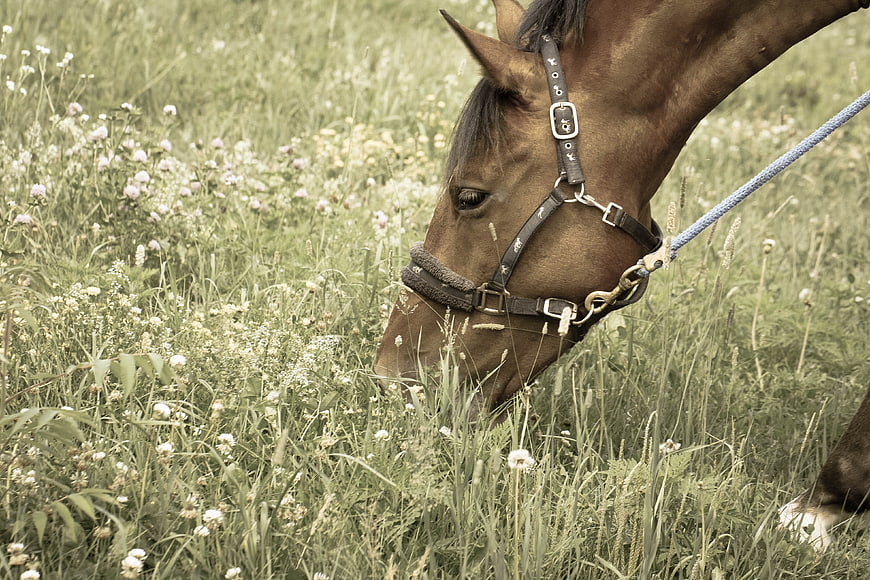 Brown Horse Grazing in Wildflower Pasture