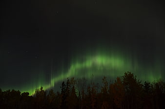 Green Aurora Borealis over Dark Forest Silhouette