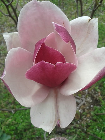 Close-up of a blooming pink and white magnolia flower
