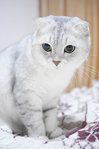 Cute Scottish Fold Cat with Green Eyes on Blanket