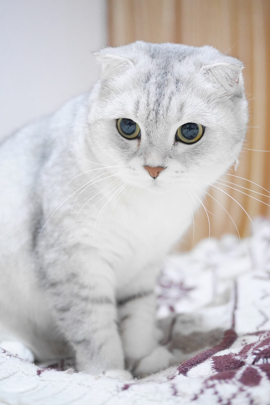 Cute Scottish Fold Cat with Green Eyes on Blanket