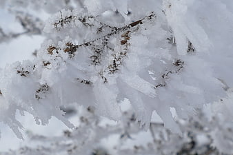 Close-up of frost-covered dry plant branches in winter