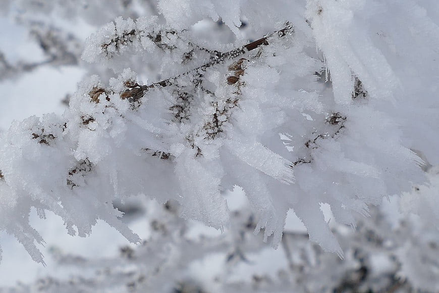 Close-up of frost-covered dry plant branches in winter