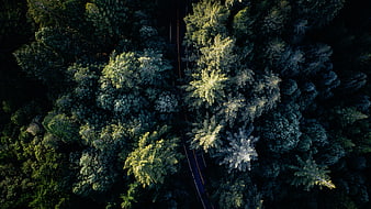 Aerial View of Winding Road Through Dense Green Forest